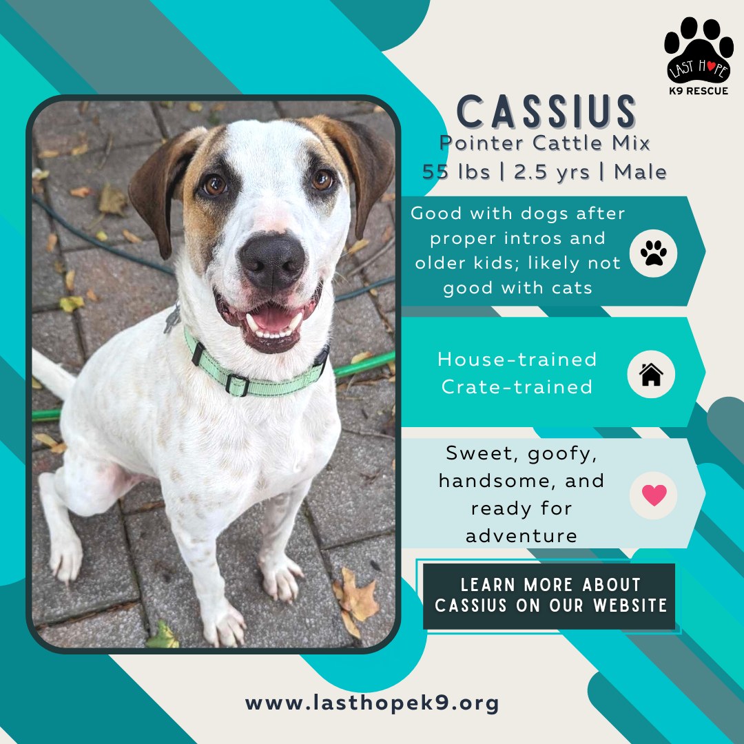 Cassius is a sweet and goofy guy... - Last Hope K9 Rescue