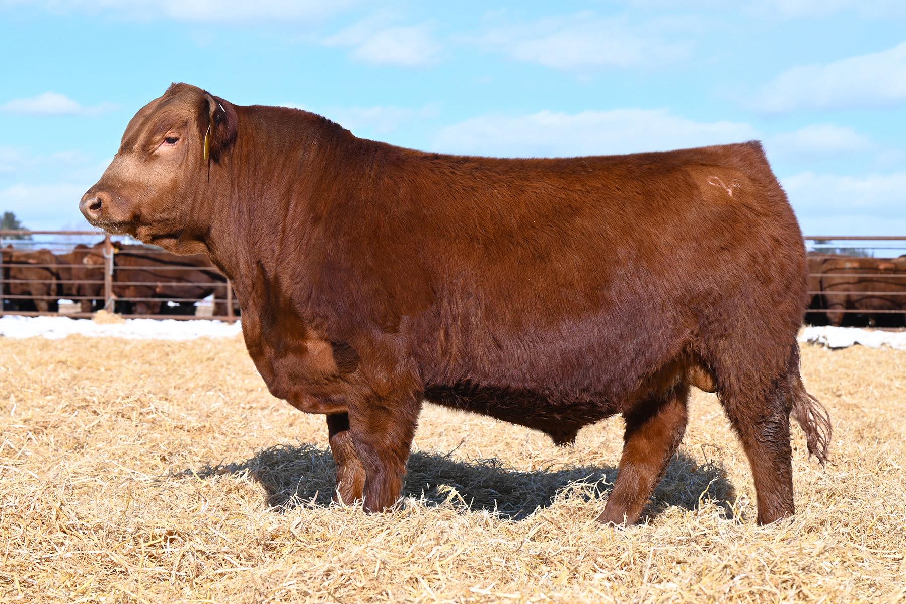Pleasant View Farms Red Angus | Somers CT