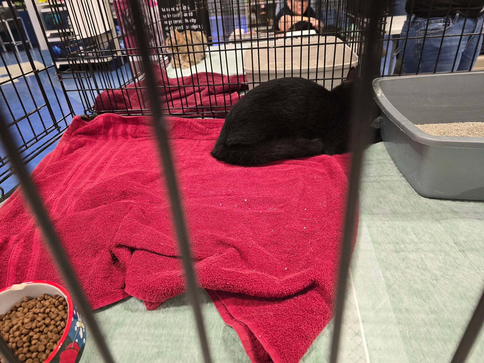 Cambridge Homeless Cat... - Cambridge Homeless Cat Rescue