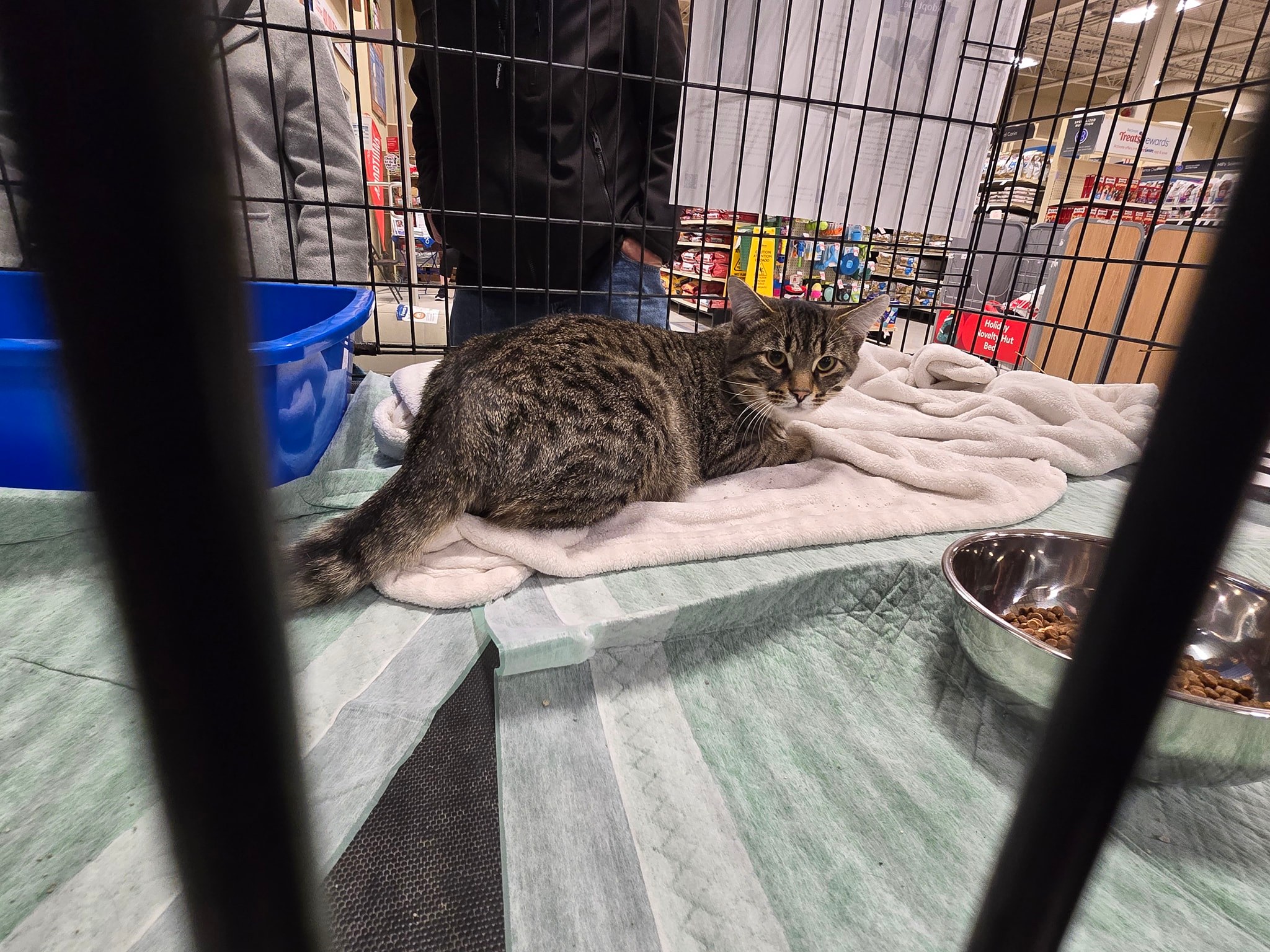 Cambridge Homeless Cat... - Cambridge Homeless Cat Rescue