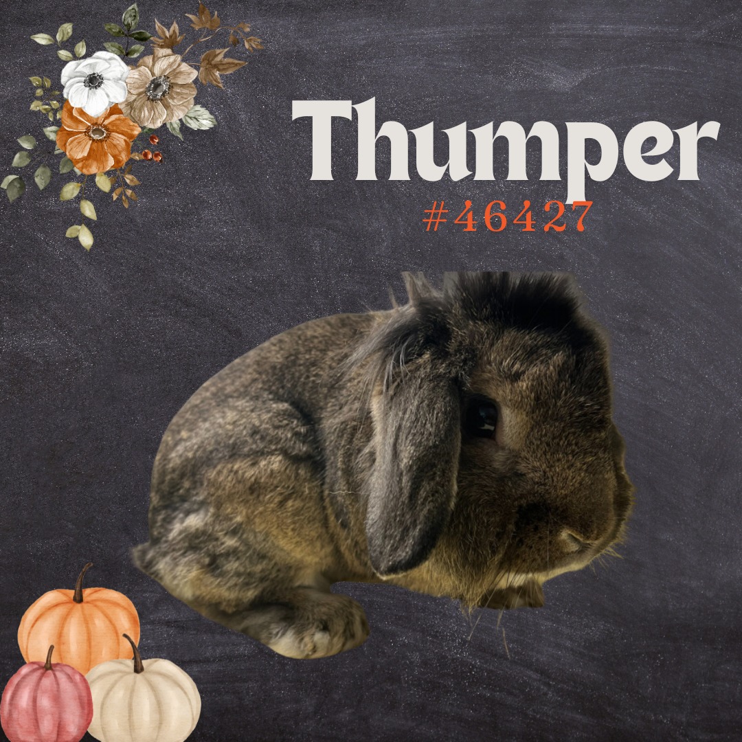 Randolph - ADOPTED! Meet Thumper! Thumper is a 4-year-old, male, rabbit ...