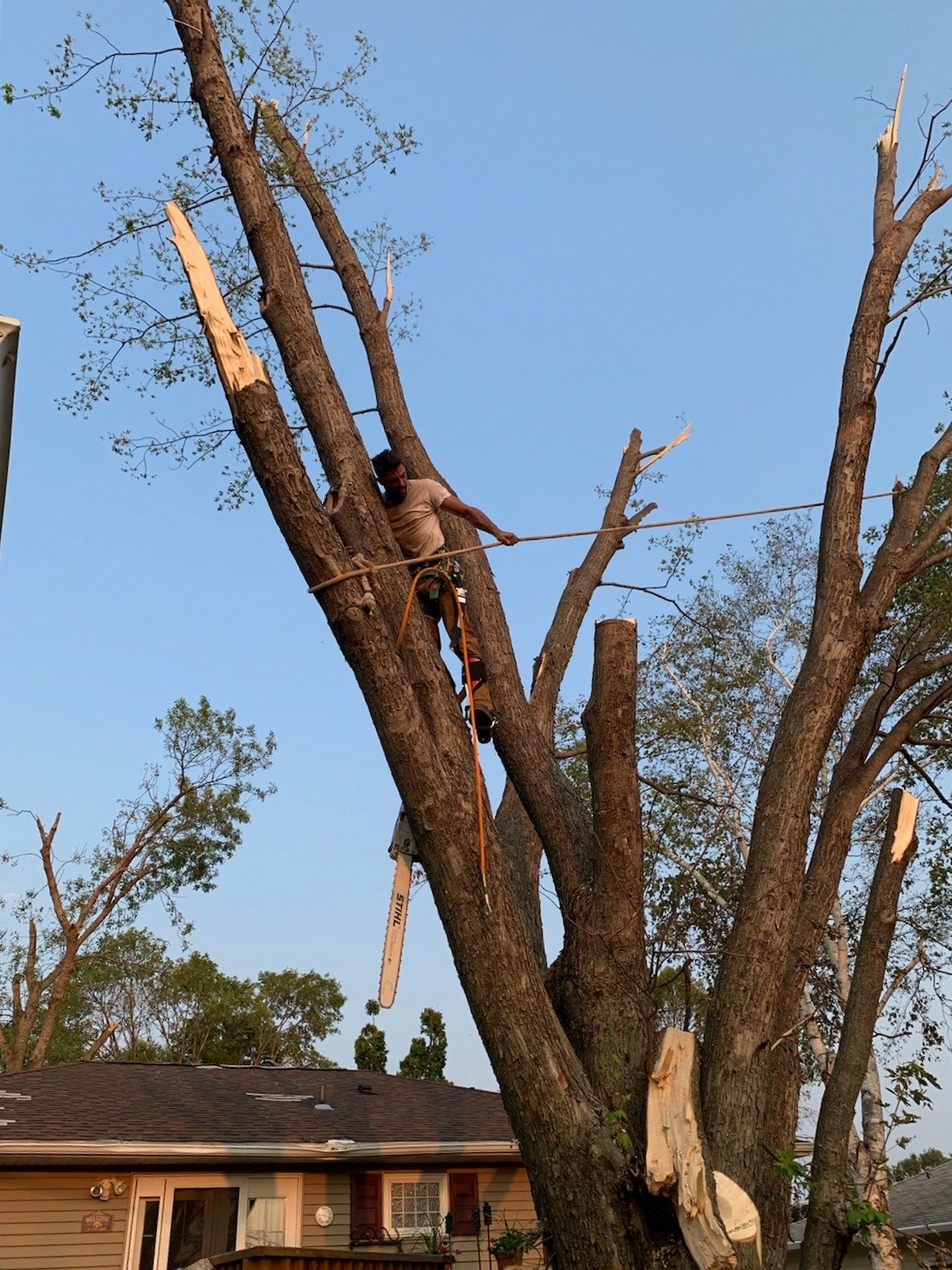 Project Tree Service