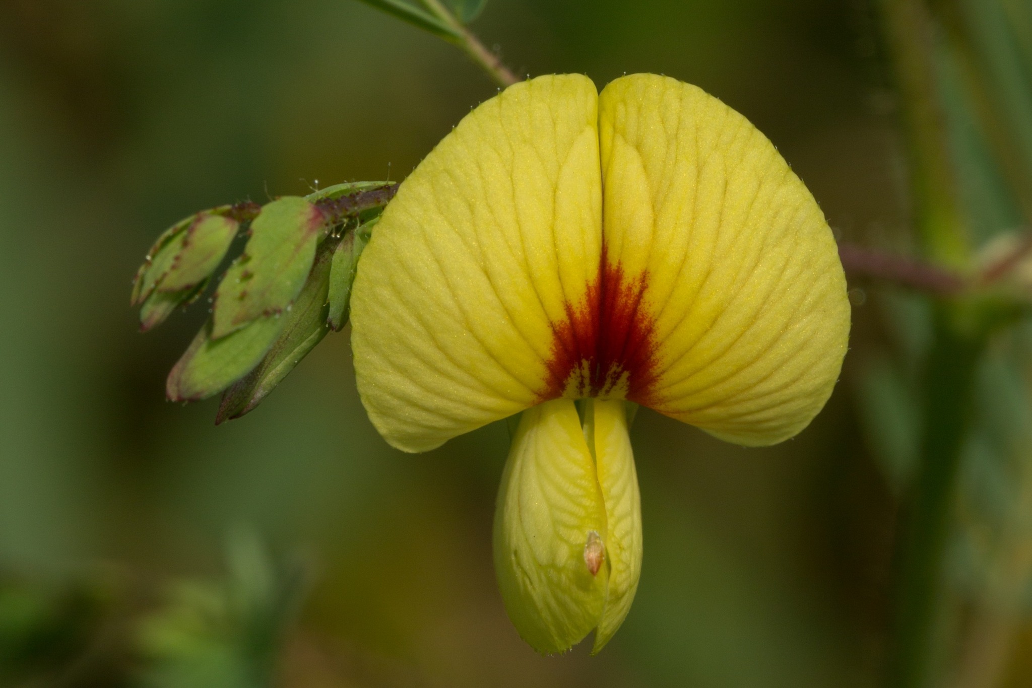Our #RarePlantoftheWeek is... - Center for Plant Conservation | Facebook