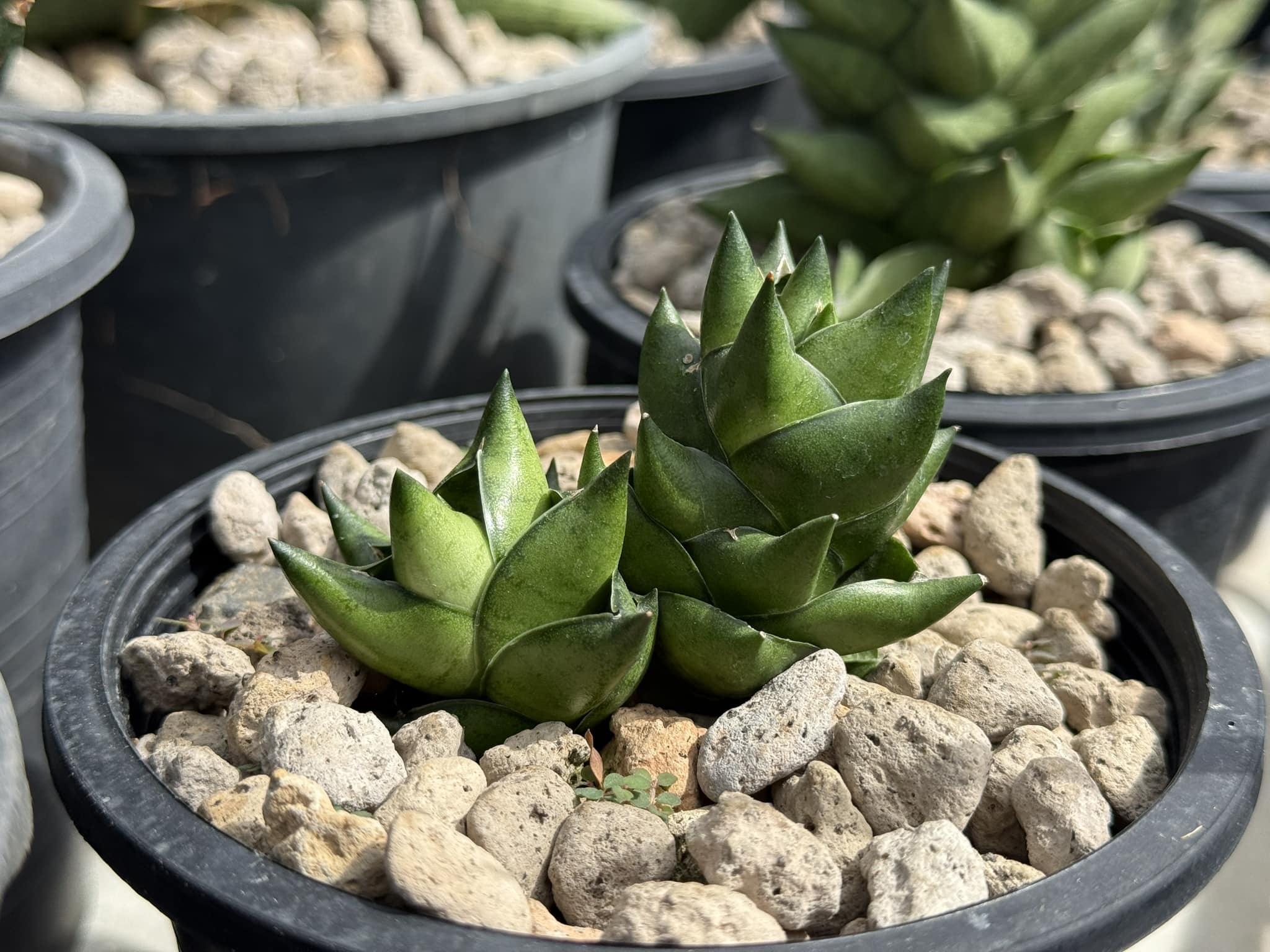 Sansevieria Green Ant #Sansevieria #GreenAnt #TheSansevieriaFarm