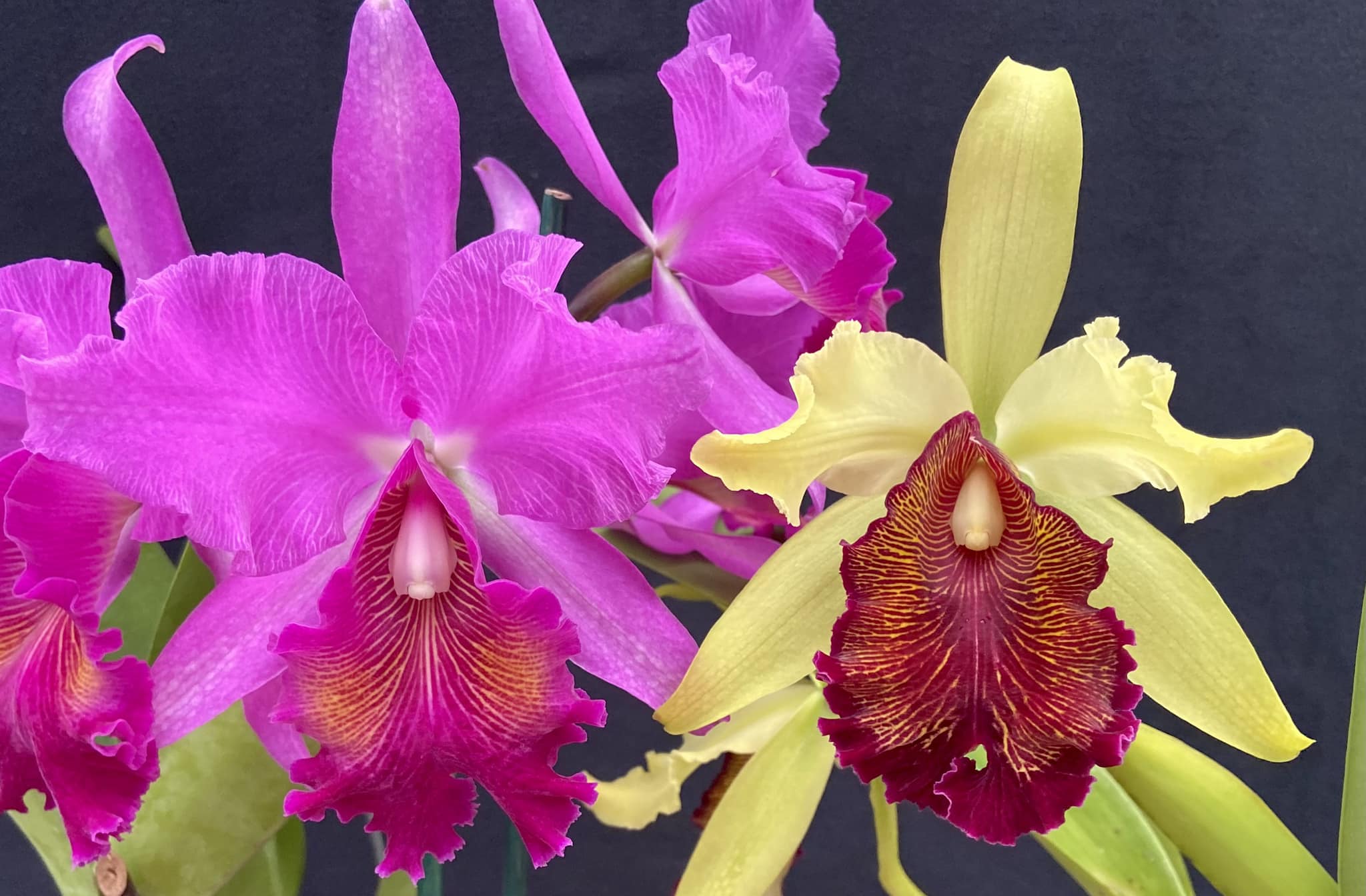 c.dowiana aurea purple lip C. dowiana 'Rykard' orchid features large, vibrant flowers with elaborate lips female fertility
