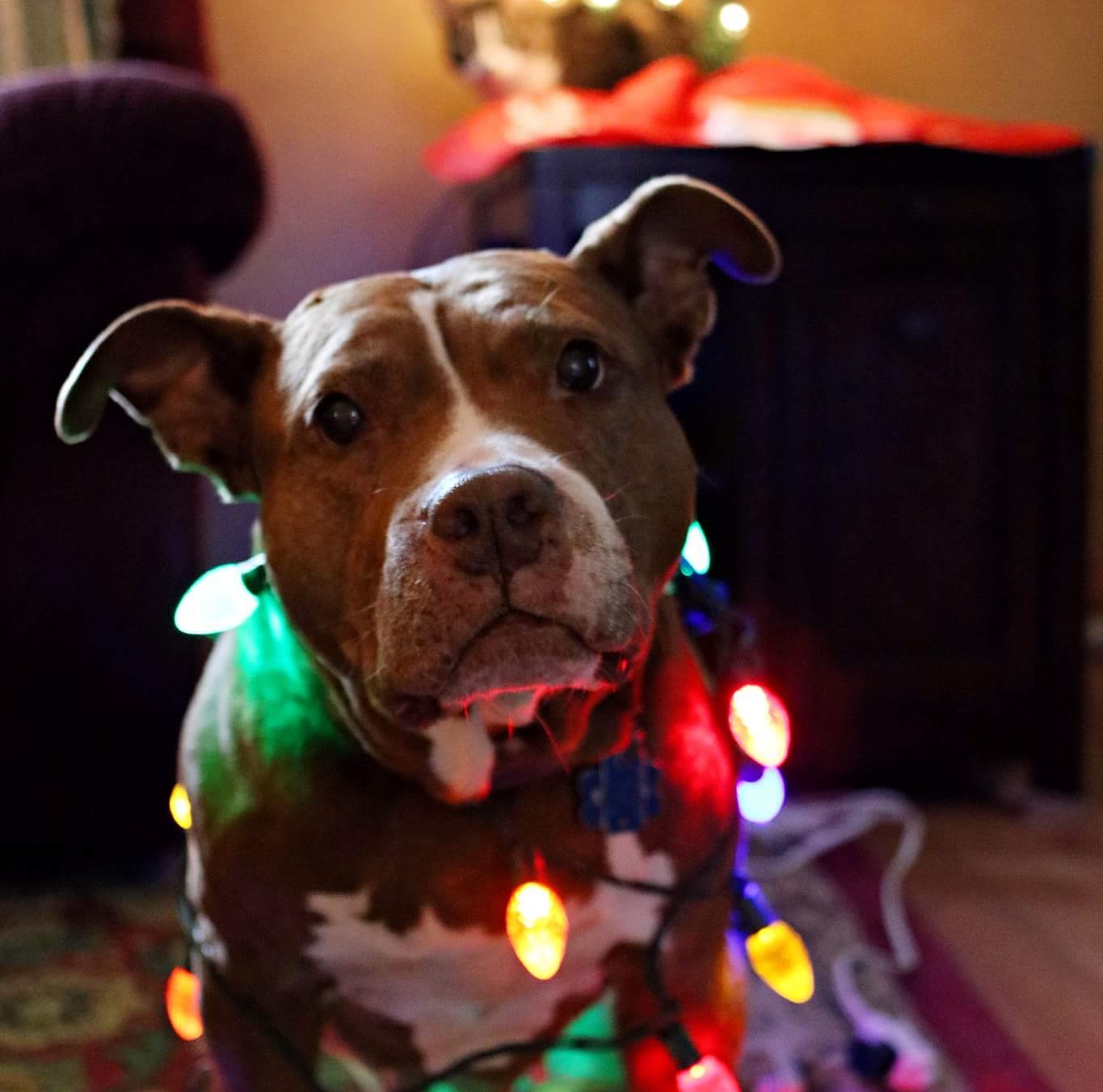 Stella the Rescue Pibble