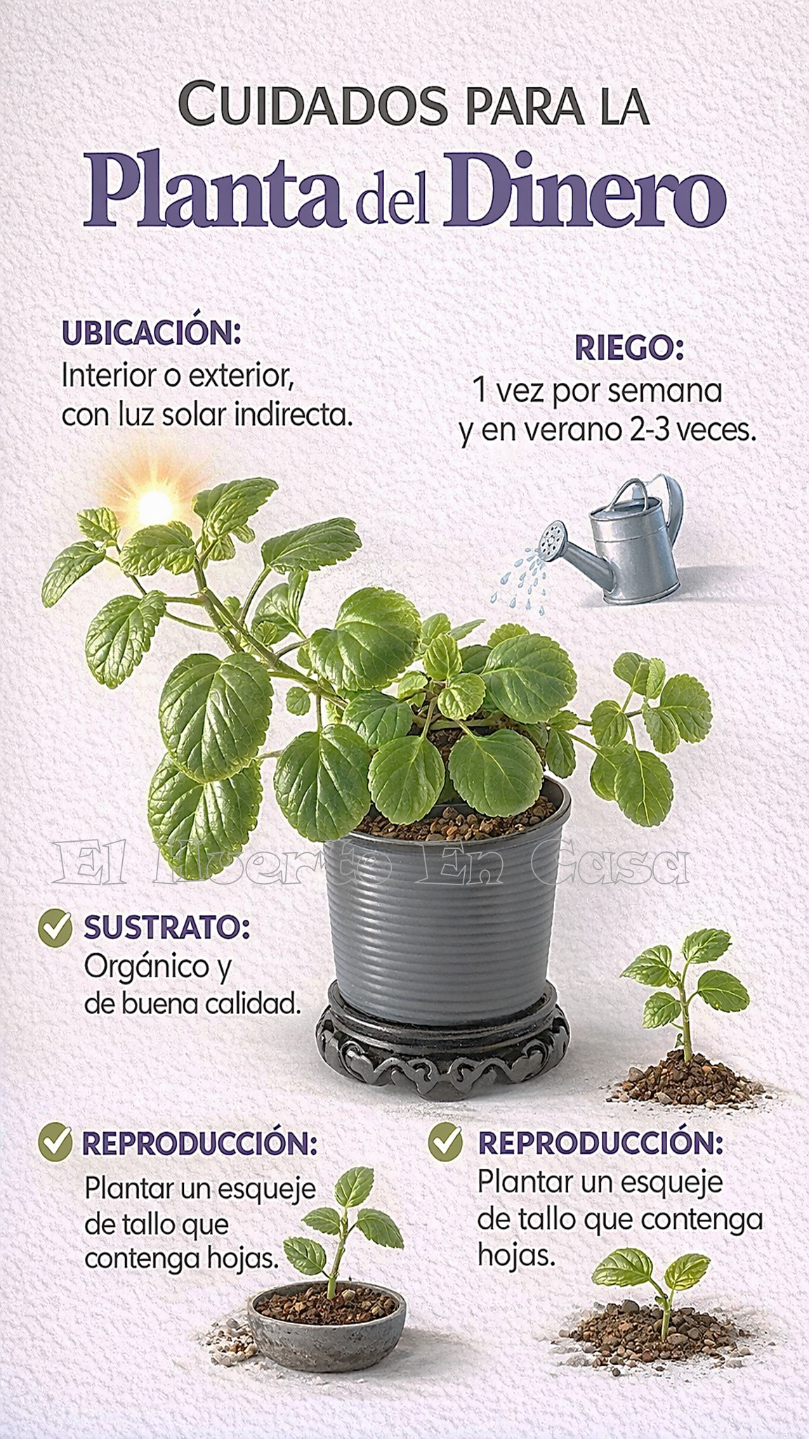 Purple Swedish Ivy Cuttings (Planta del Dinero Morada) – 4 Unrooted Mi