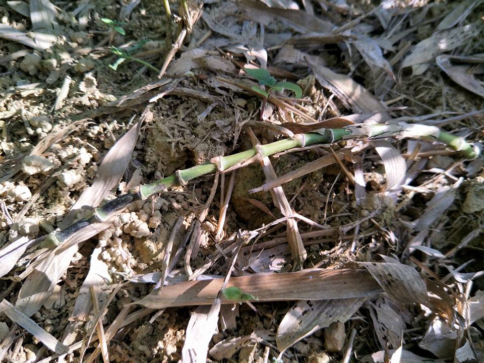 臺南市竹會 - 【地下莖-竹根】 竹子的根部分為四種型態 ☀合軸叢生型 ☀走出莖合桿叢生 ☀橫走側出合軸叢生型... | Facebook