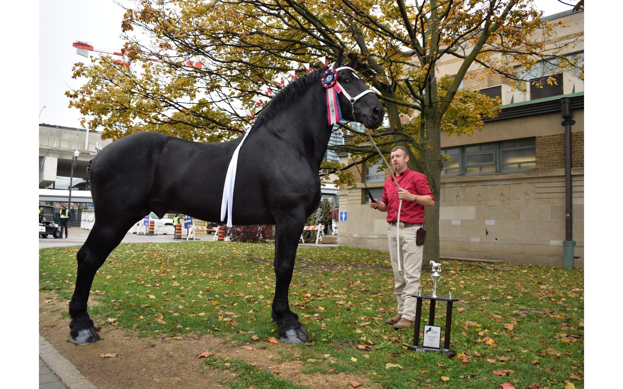 The 2024-2025 Percheron Horse Association of America Premier Sire