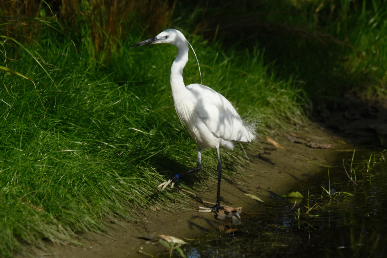 Diergaarde - 🐦Bird Alert! De tweede bewoner die we voorstellen is de ...