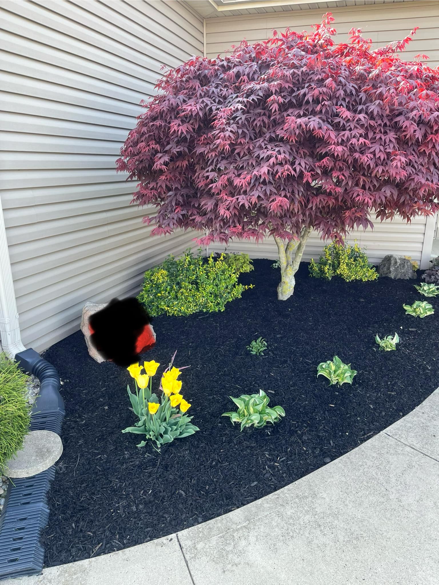 Springer & Sons Tree Service | Celina OH