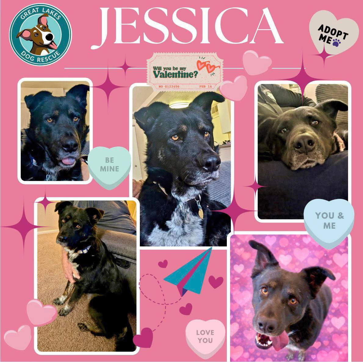💕🐾Meet Jessica! 💕🐾 FOSTER... - Great Lakes Dog Rescue | Facebook