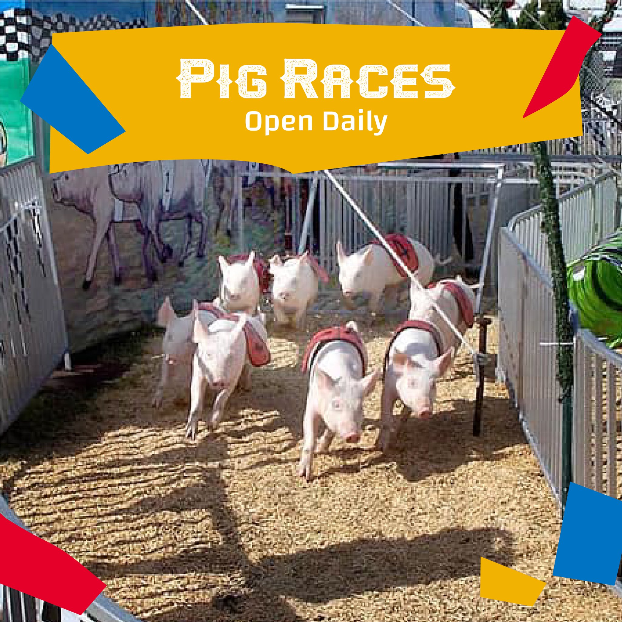 Pig Races Daily @ Big TX Fun Crawfish & Carnival