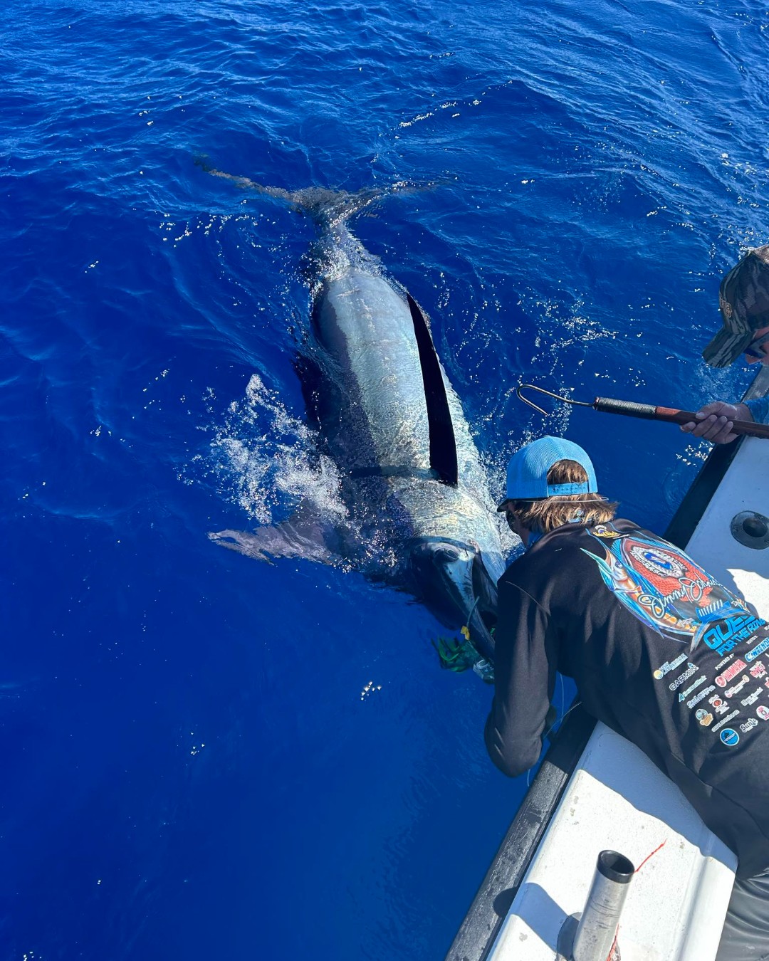 Azores - Blue Skye released a Blue Marlin (800).