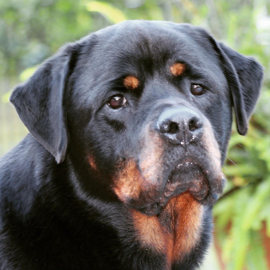 Rottie Ranch