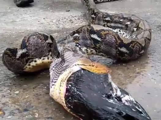 Who - Farmer Spots Large Python Spitting Up His Meal, Devastated When ...