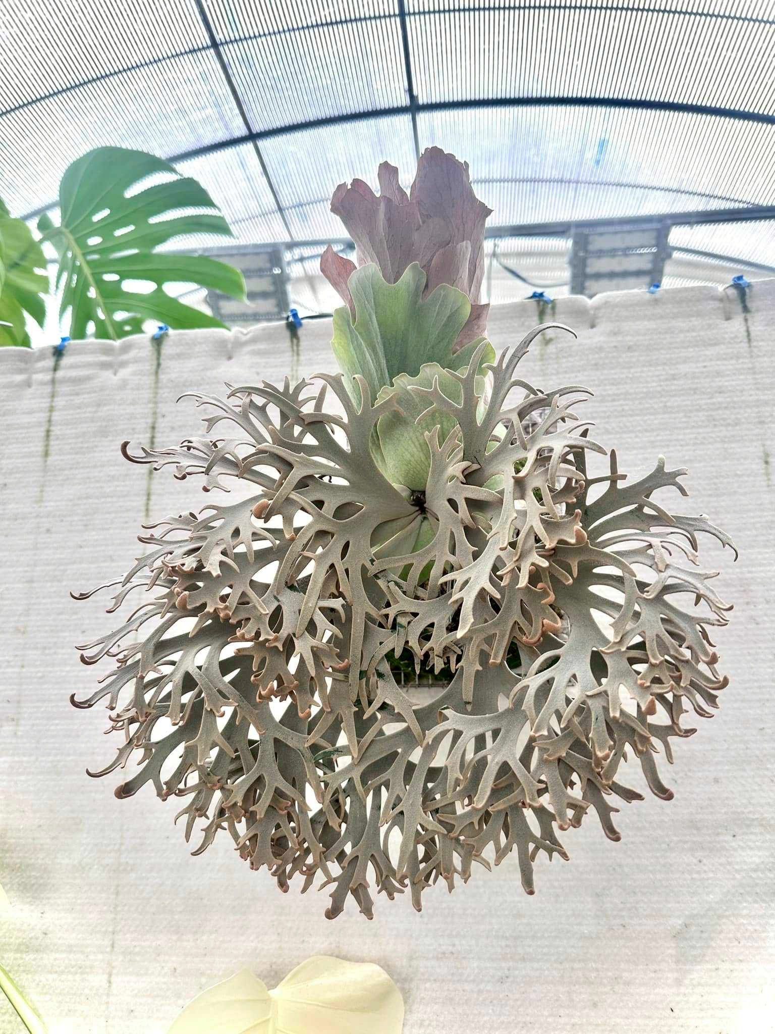 P. willinckii Aysun’月神‘ sporeling 02 P. willinckii Aysun '月神' sporeling】② Platycerium Willinckii