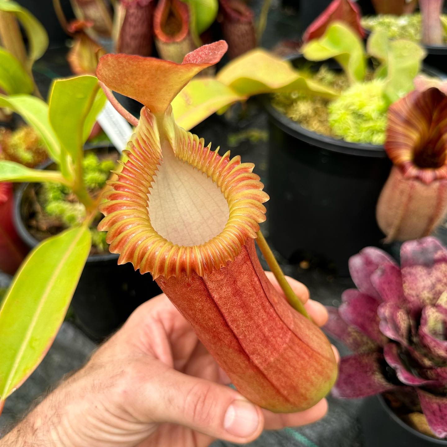 New carnivorous plant hybrids from Redleaf Exotics