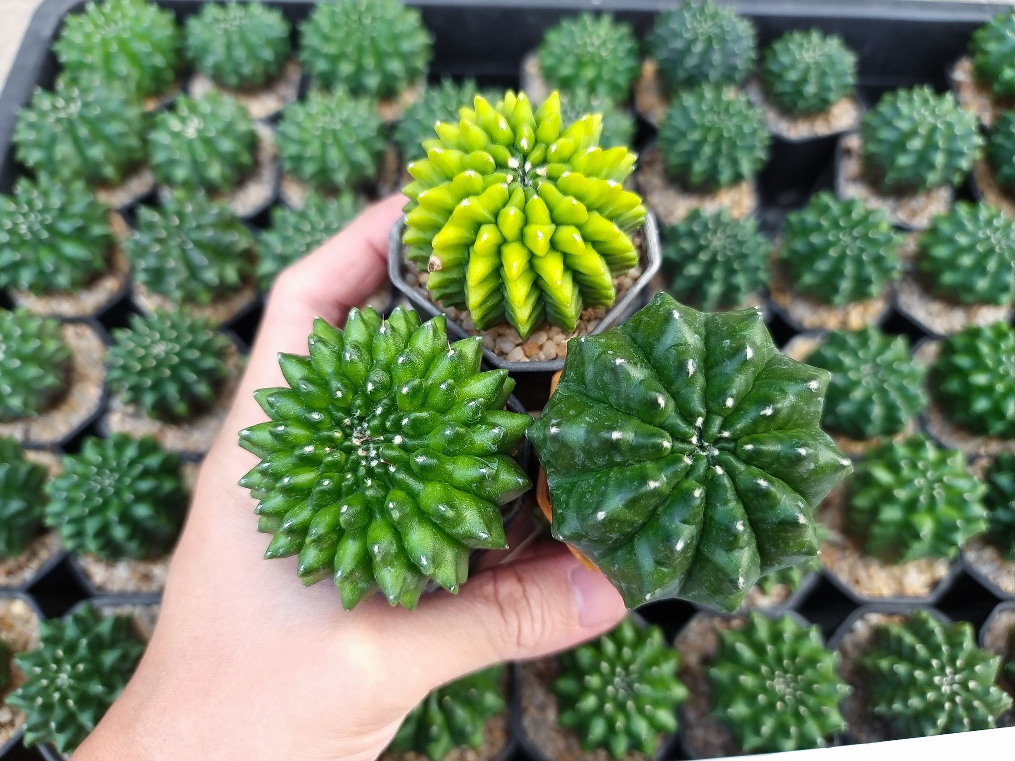 💥💥💥Clearance sale! Gymno. mihano. thornless 54 plants for 1,890