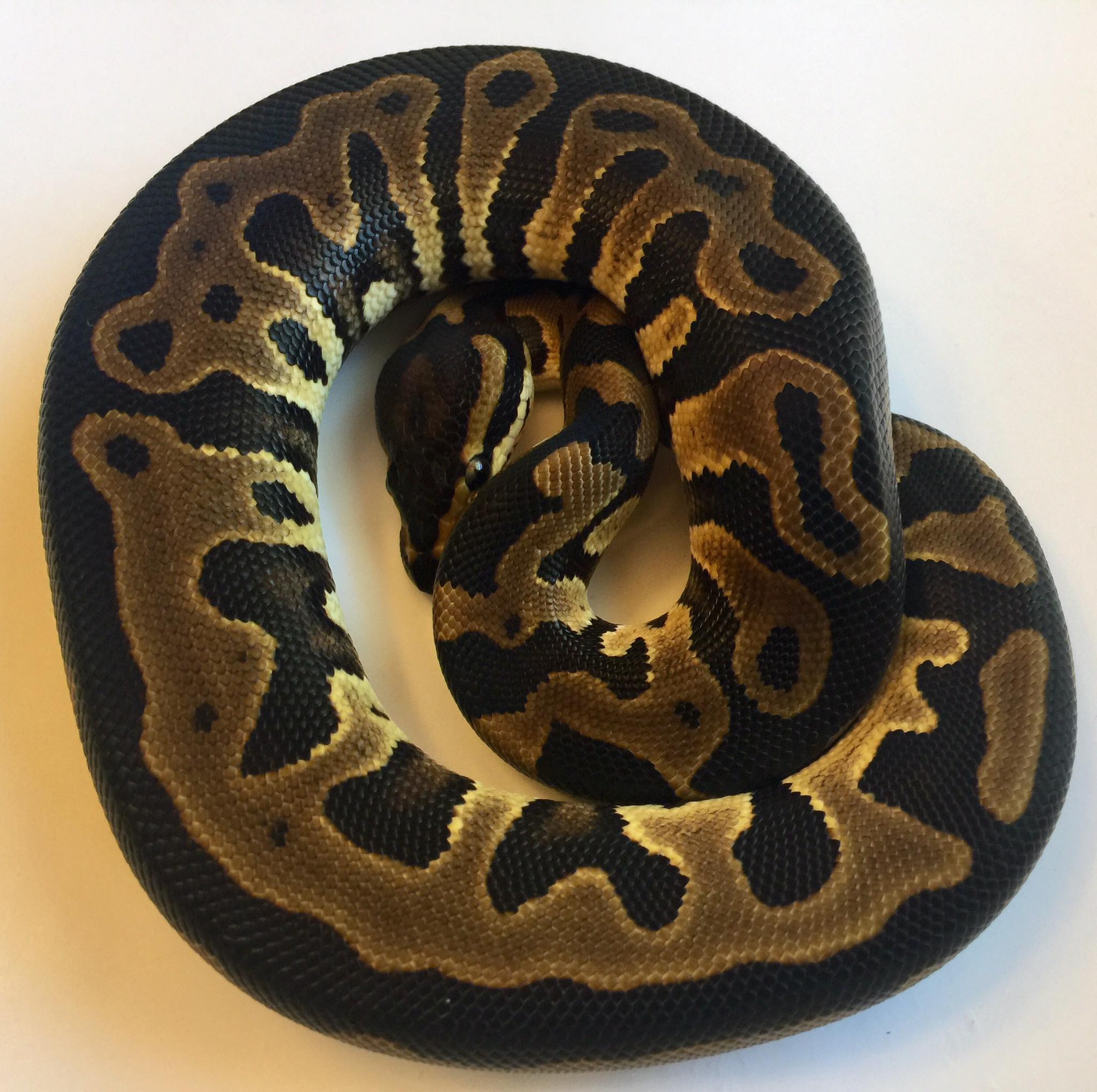 Mammoth Ball Pythons | Jacksonville FL
