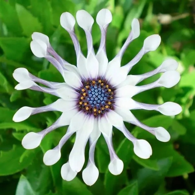 Diario - Dimorphotheca fruticosa, es una especie de hierba perenne ...