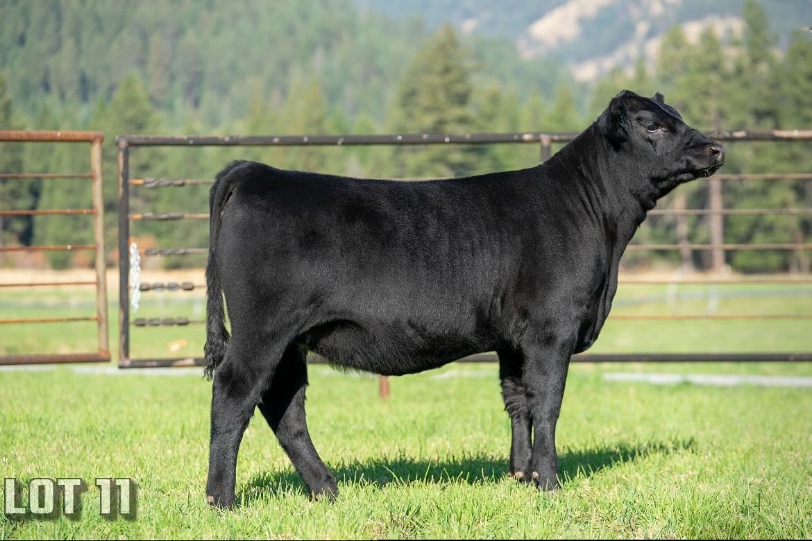 Washington Angus Association
