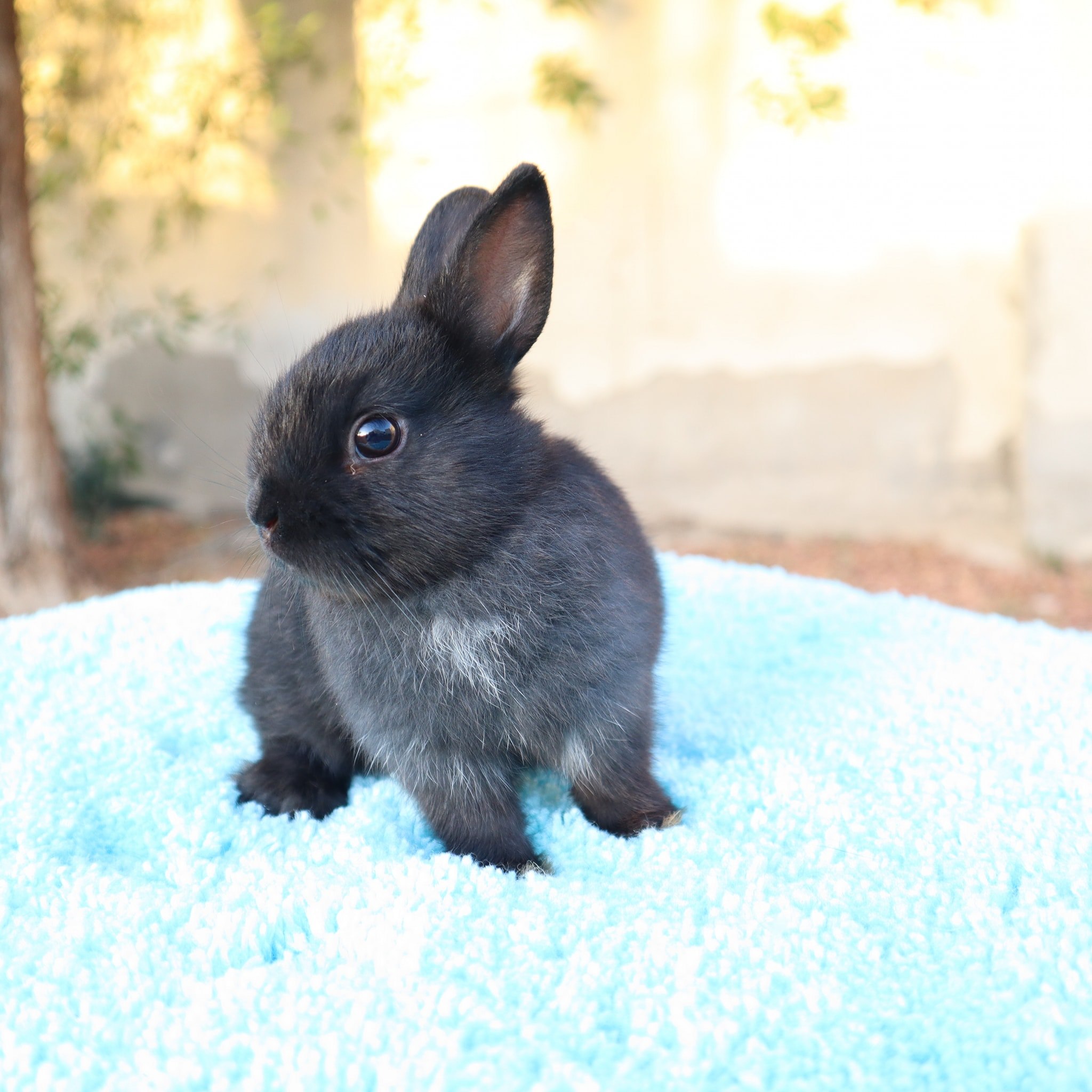 Rabbit uae
