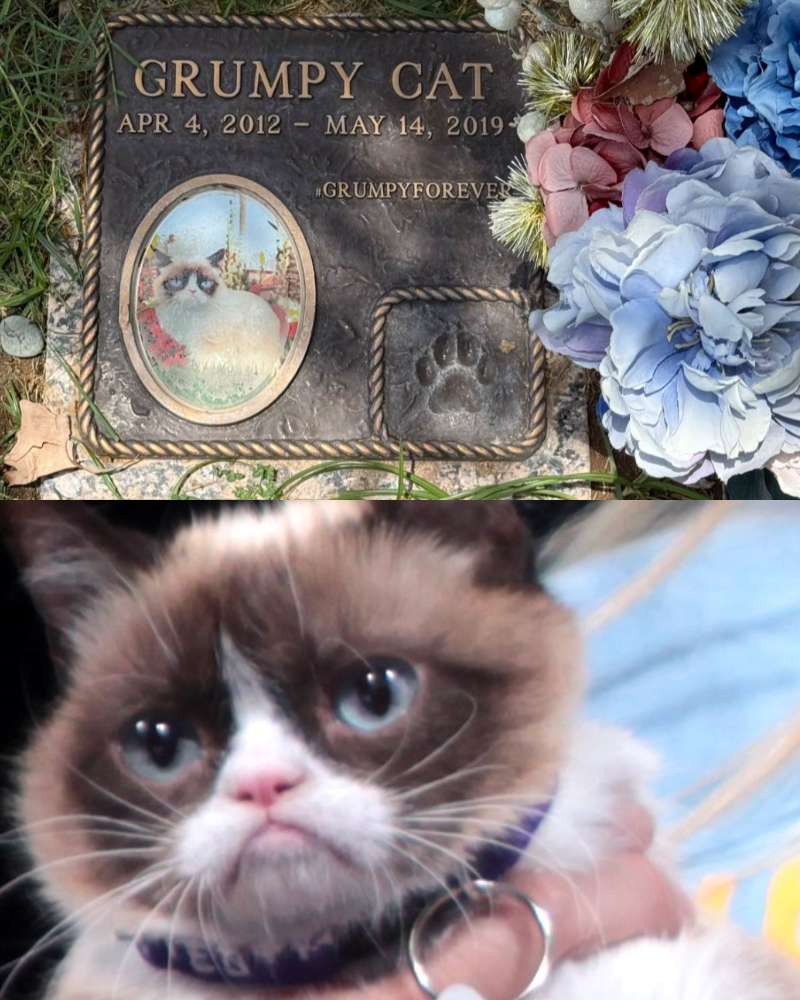 Al - Today, we honor Tardar Sauce—better known as Grumpy Cat—the ...