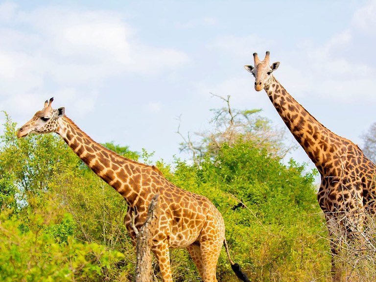 Rwagasabo Safaris Rwanda | Kigali