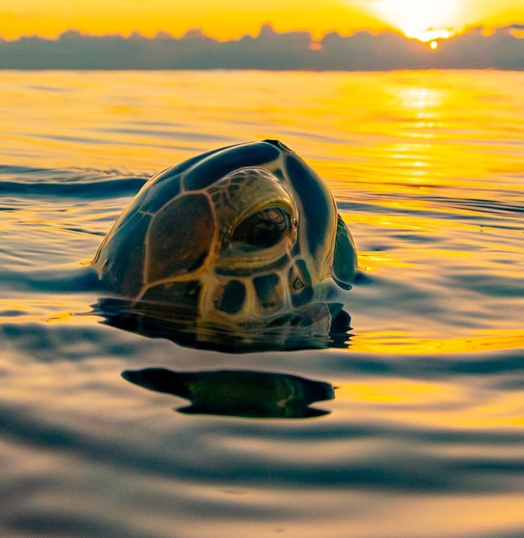 Turtle COVE