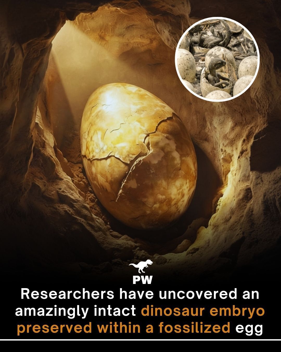 The Prehistoric - A fossil egg stuffed with a curled-up dinosaur embryo ...