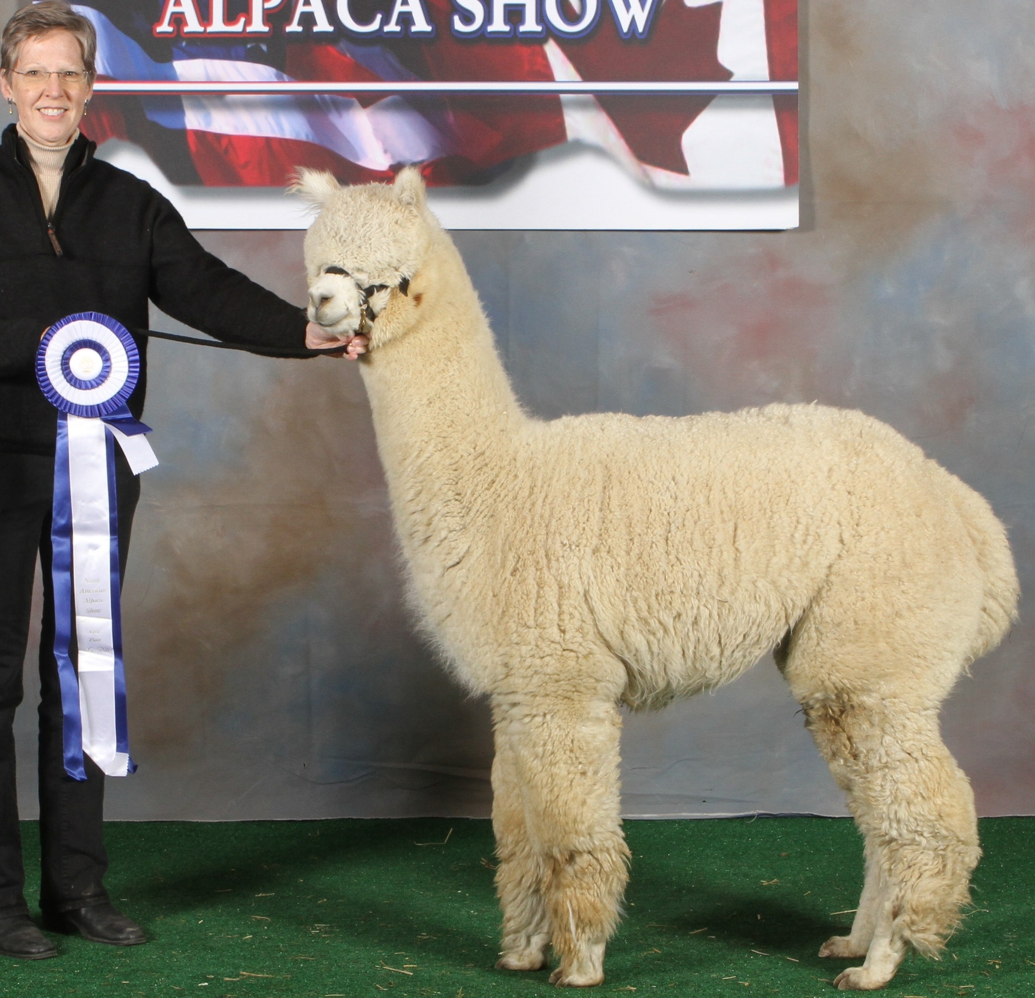 Rooney de Oro, Wooly-silky Llama | Sold animals (Llamas 