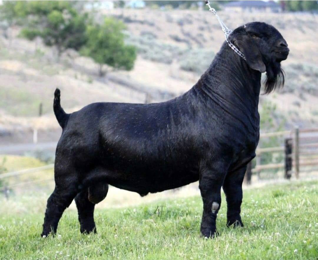 Farmer - If your self discovery is not rattling cages, shake harder! 🖤 ...