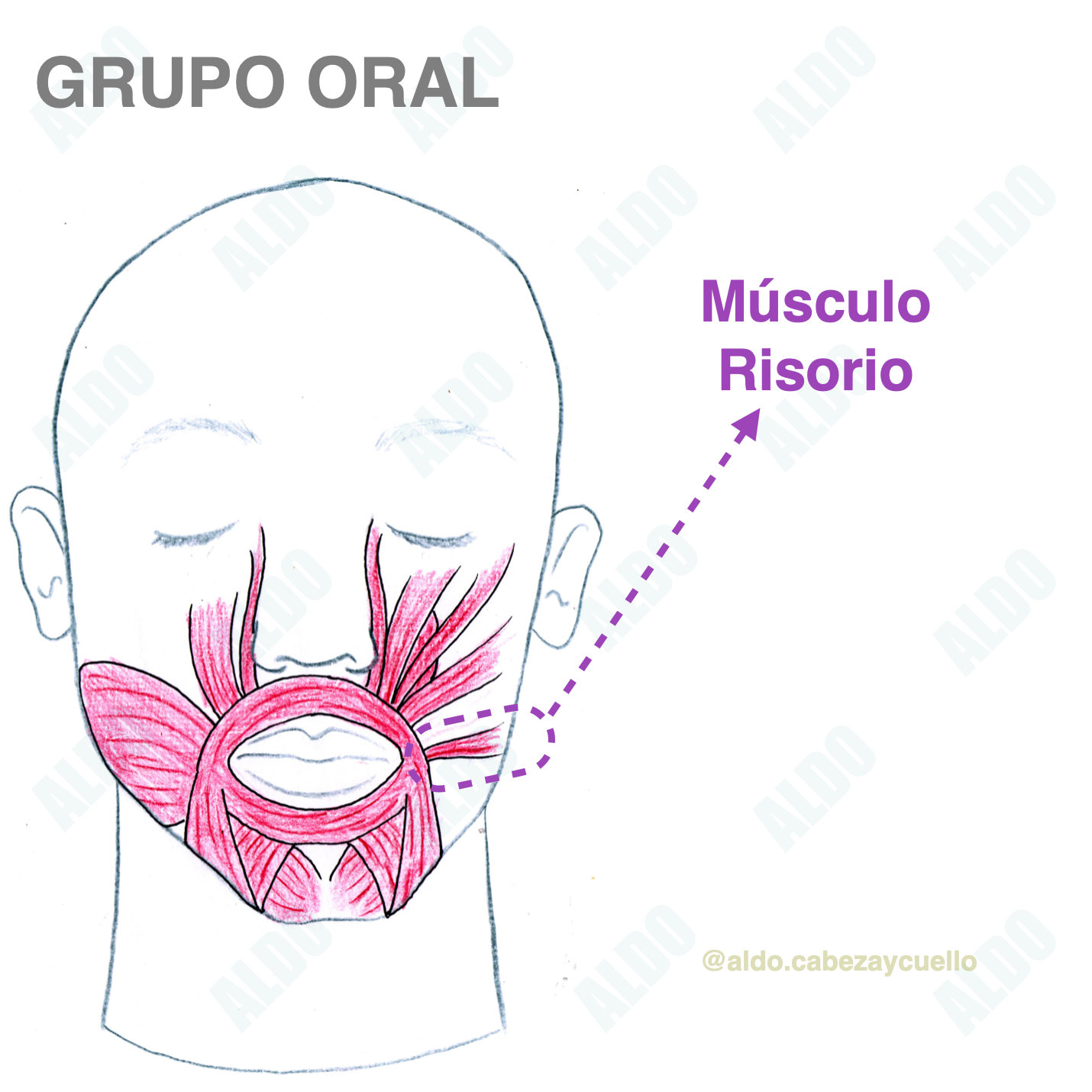 MÚSCULO RISORIO 🔎Descripción. Es... - Aldo Cabeza y Cuello