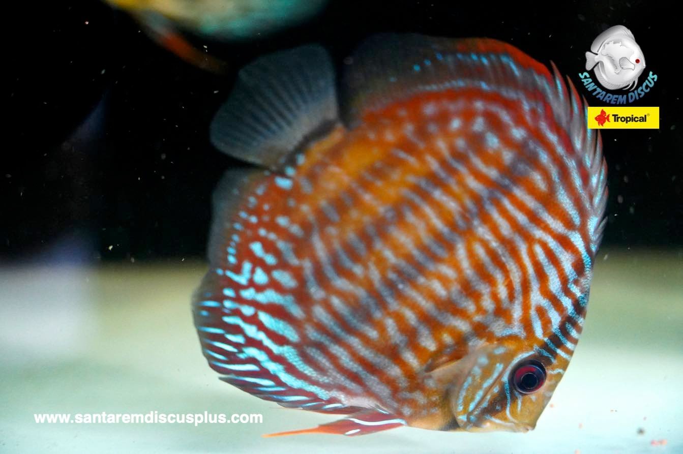 Hard to show the quality of our... - Santarem Discus Plus