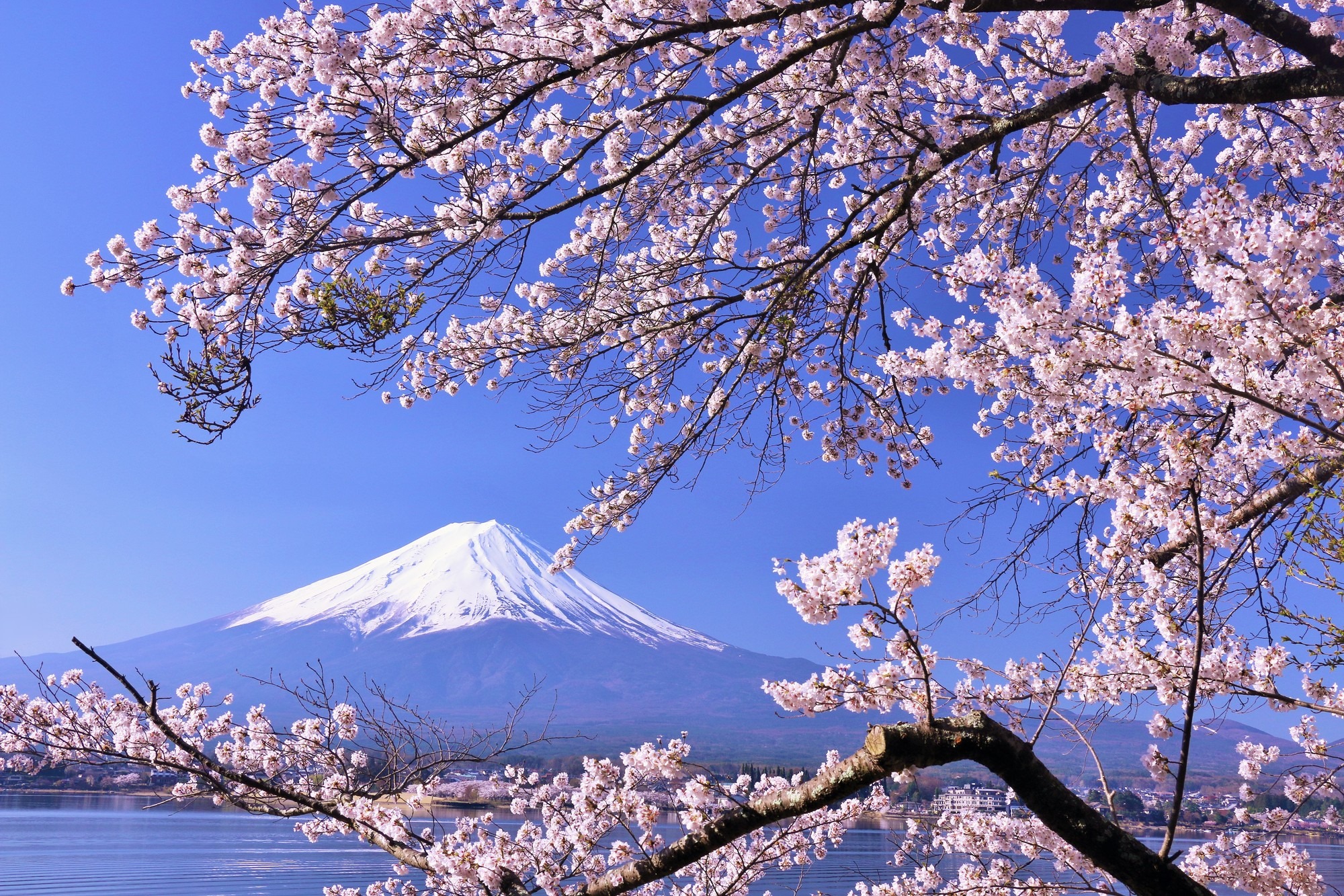 This flower is abundant in Japan. It has various colors so pretty.