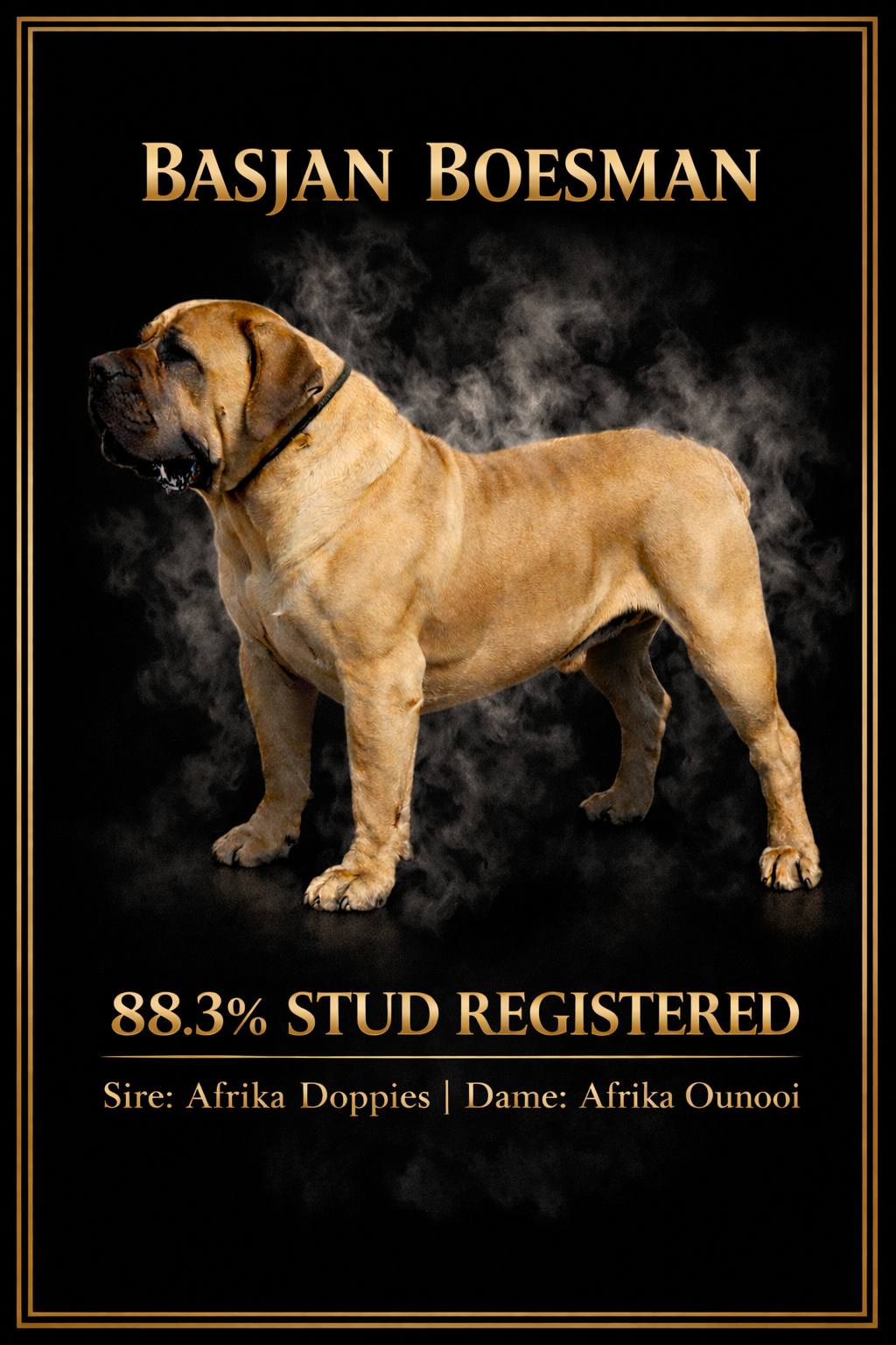 We would like to introduce our... - Voortrekker Boerboele | Facebook