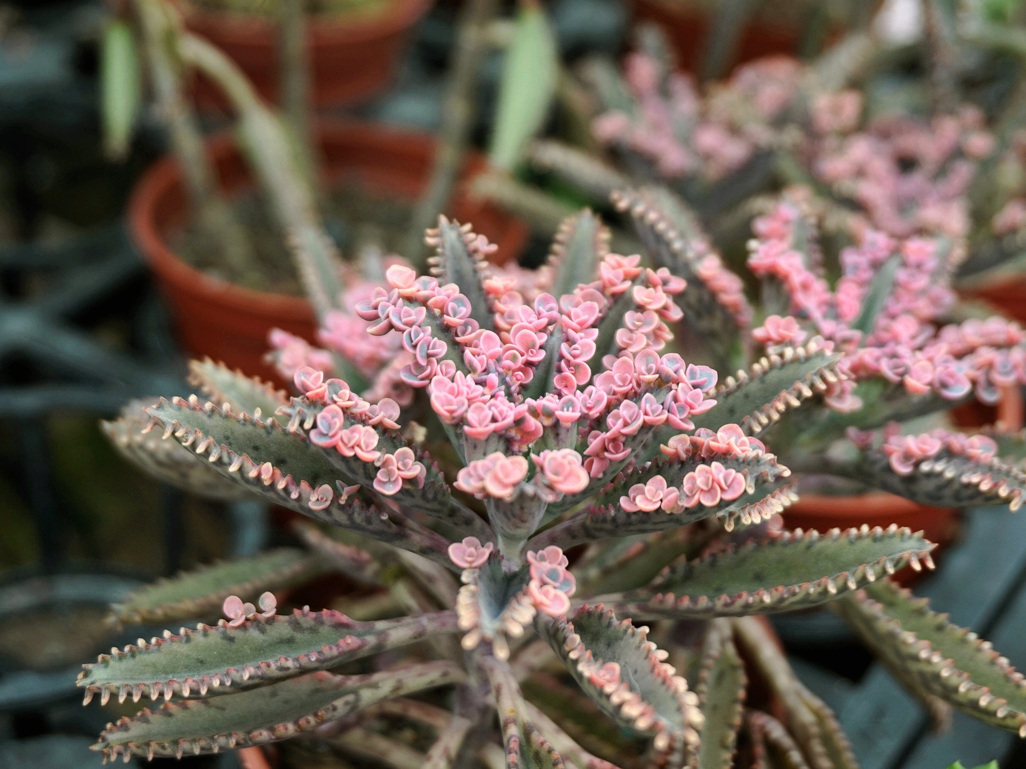 名不明　錦　多肉植物 被冠上《#不死鳥錦》名號的這品🌵#多肉植物，不難想像她肯定實屬強健