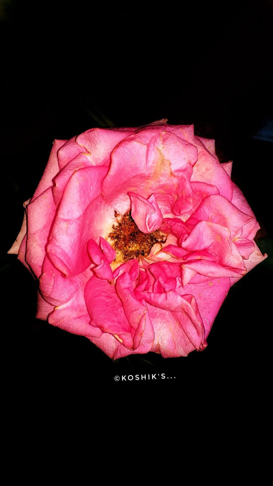 31st January 2025 My Flower Image Rose Galaxy On Nxt Be