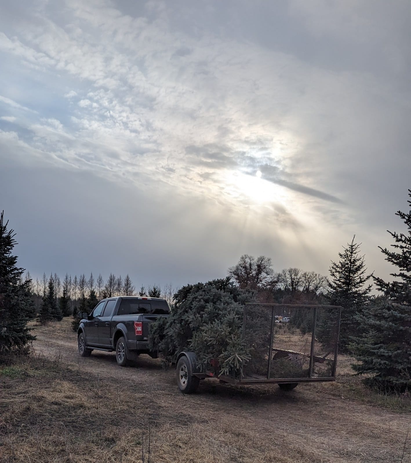 Frye Tree Farm | Hinckley MN
