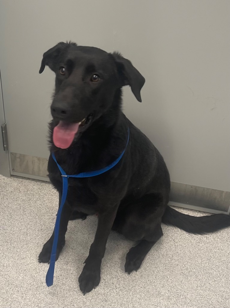 Franklin - Transferred to Ky Humane Society Bizzy is a 2 year old Lab ...