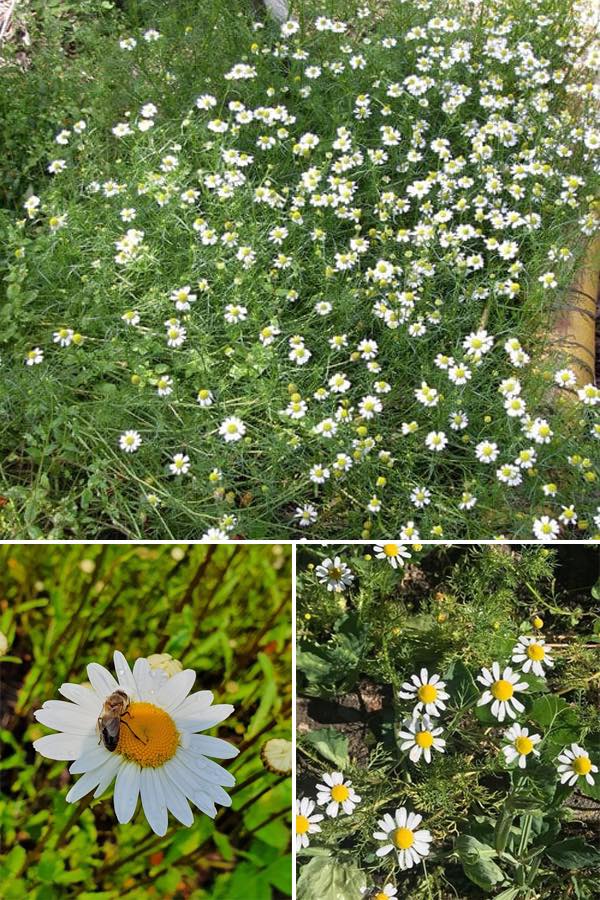 How to create a Chamomile border and... - Balcony Garden Web