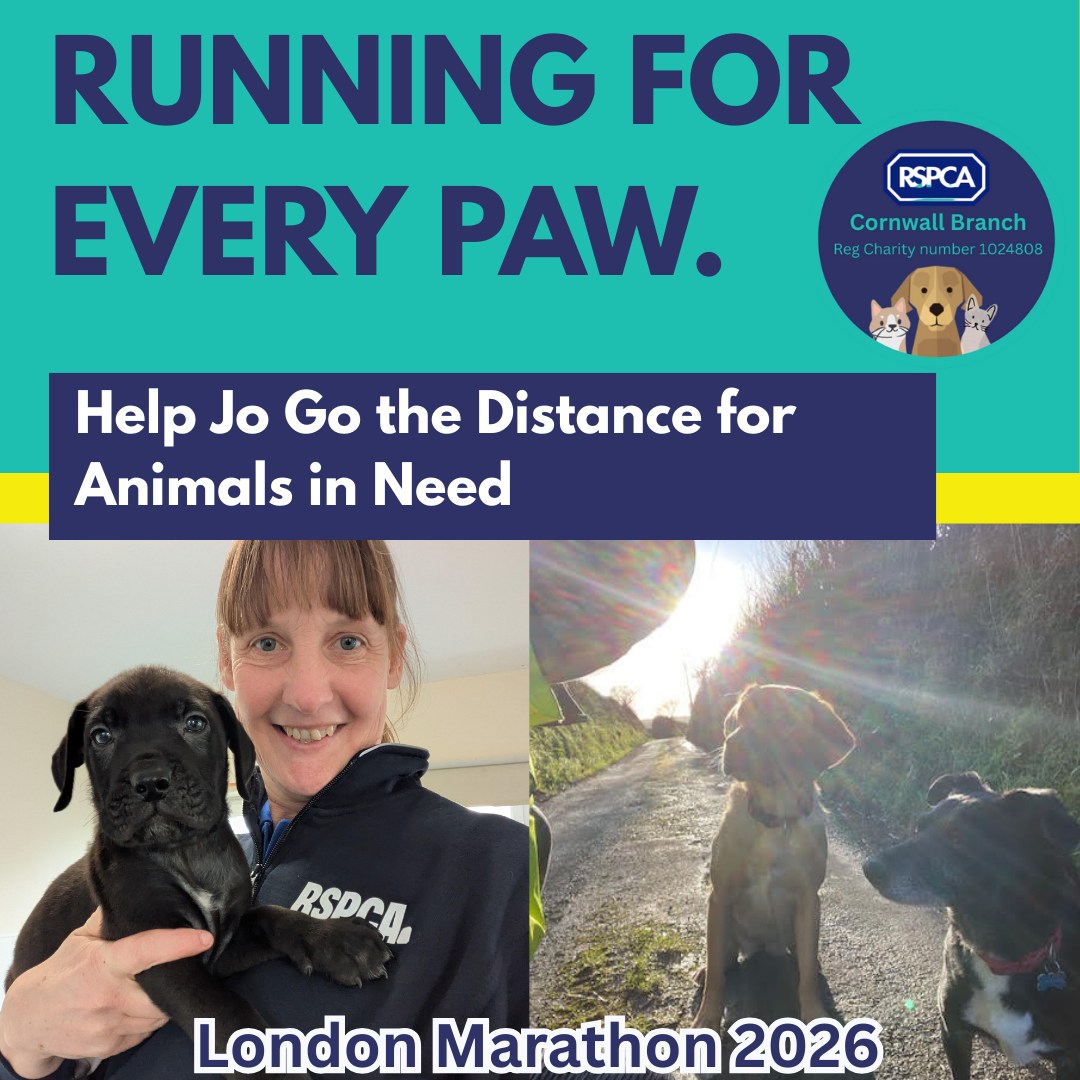 Rspca - 🏃‍♀️💙 TCS London Marathon Fundraising Week 💙🏃‍♀️ 📅 2–8 February ...