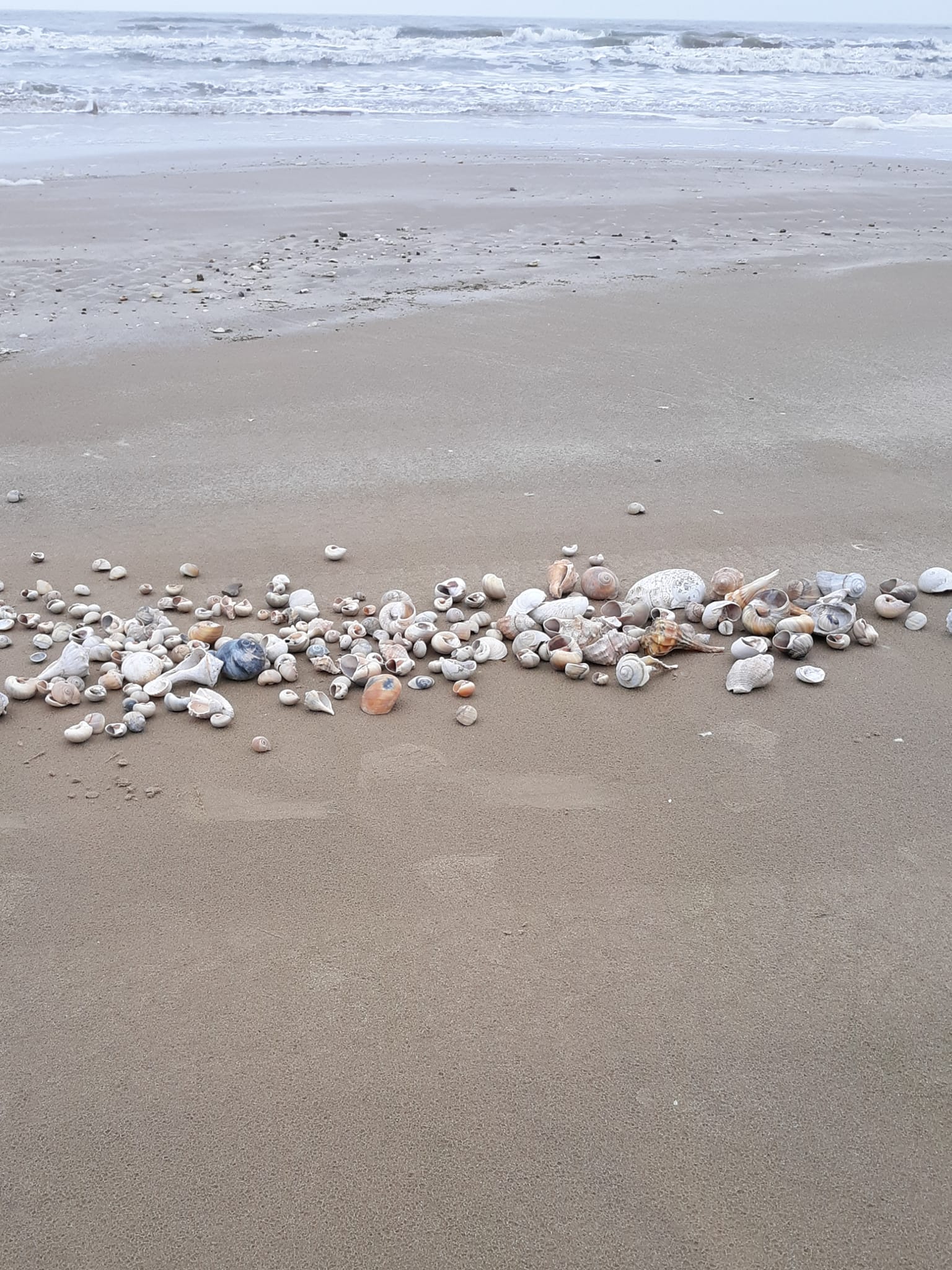 Collecting Shells In Coastal Seashells To Texas History Coastal Fossil