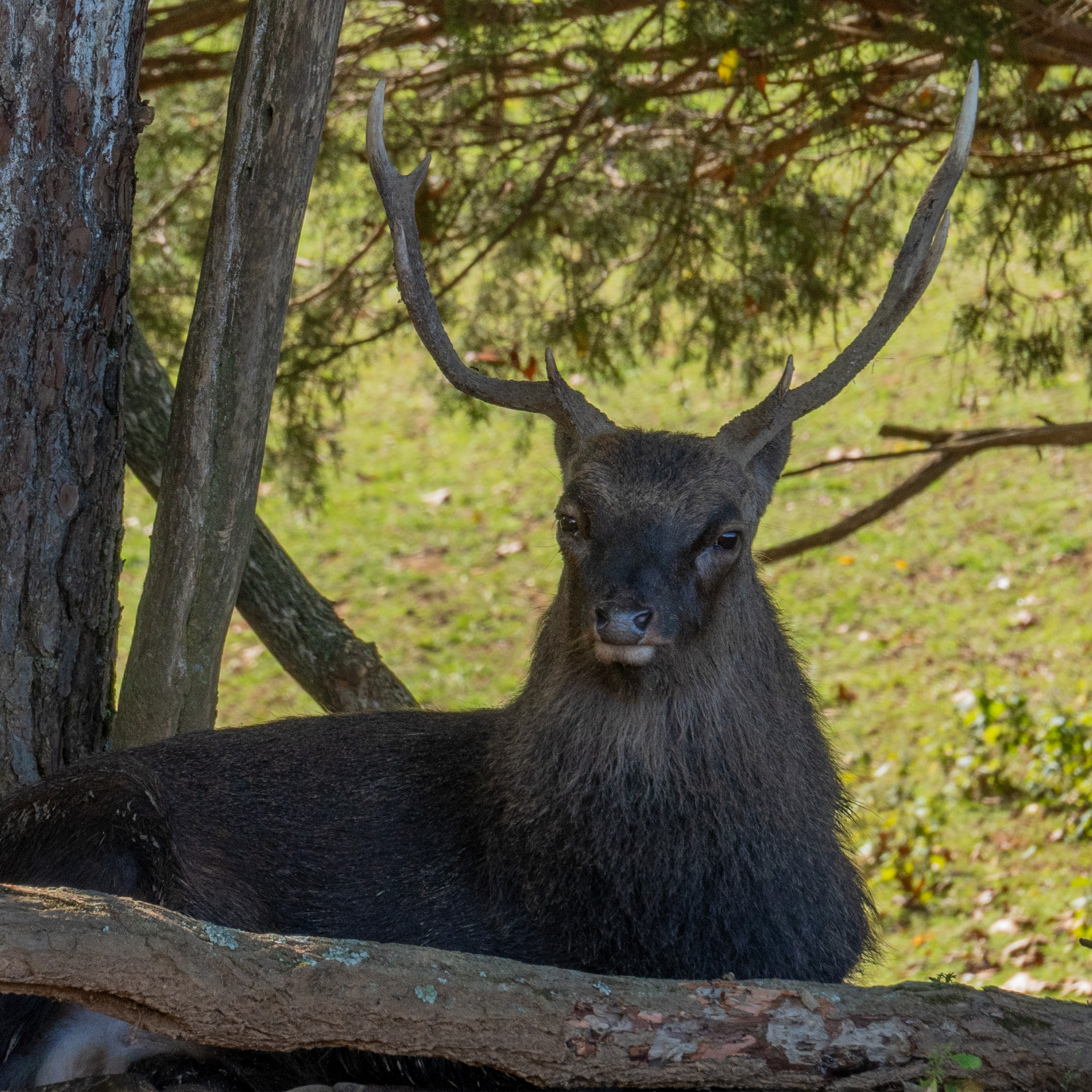 🦌 Small but mighty. Sika deer may be one of the smaller deer