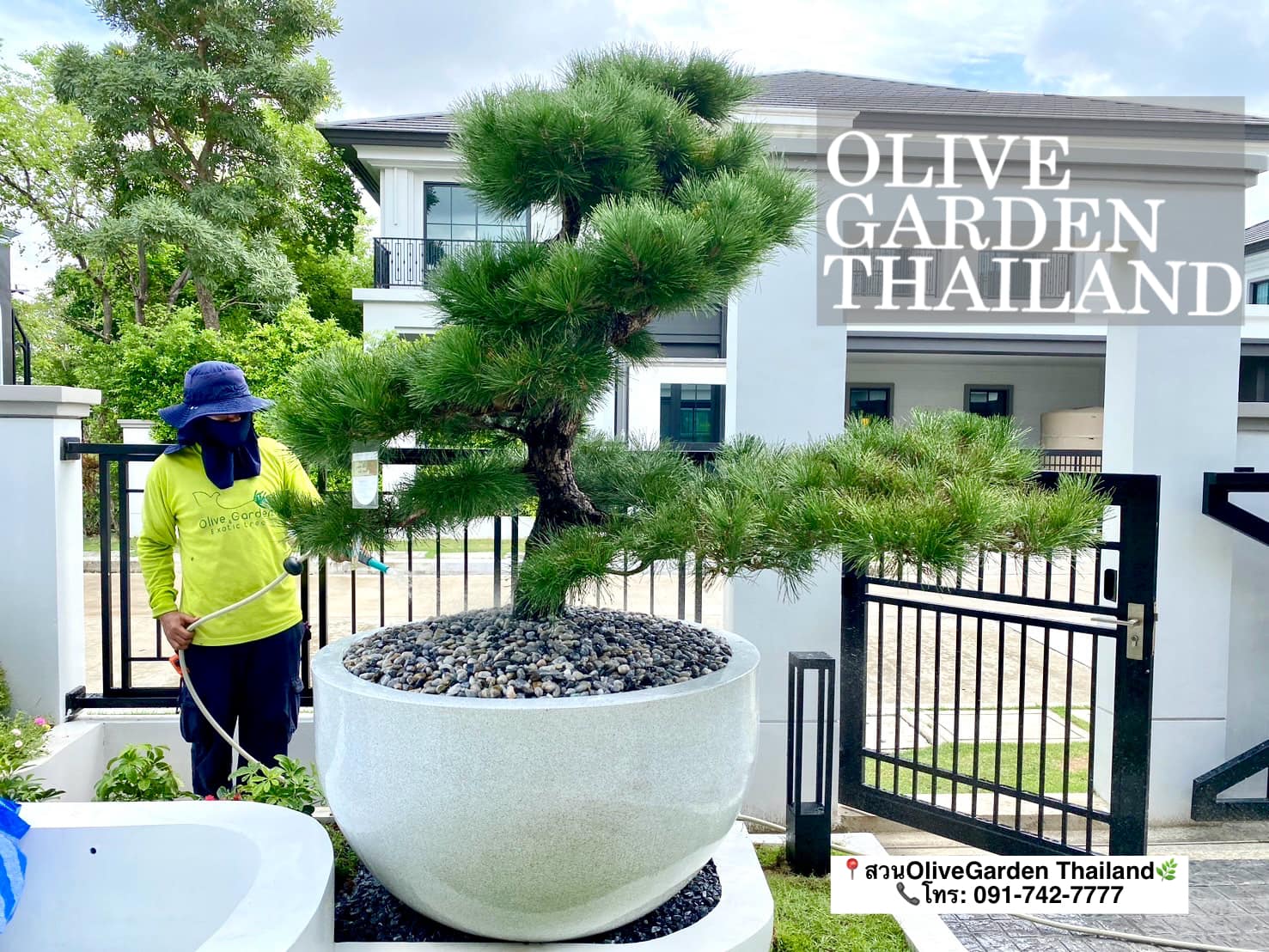 ต้นสนดำญี่ปุ่น... Olivegarden Thailand ต้นมะกอกโอลีฟ นำเข้า