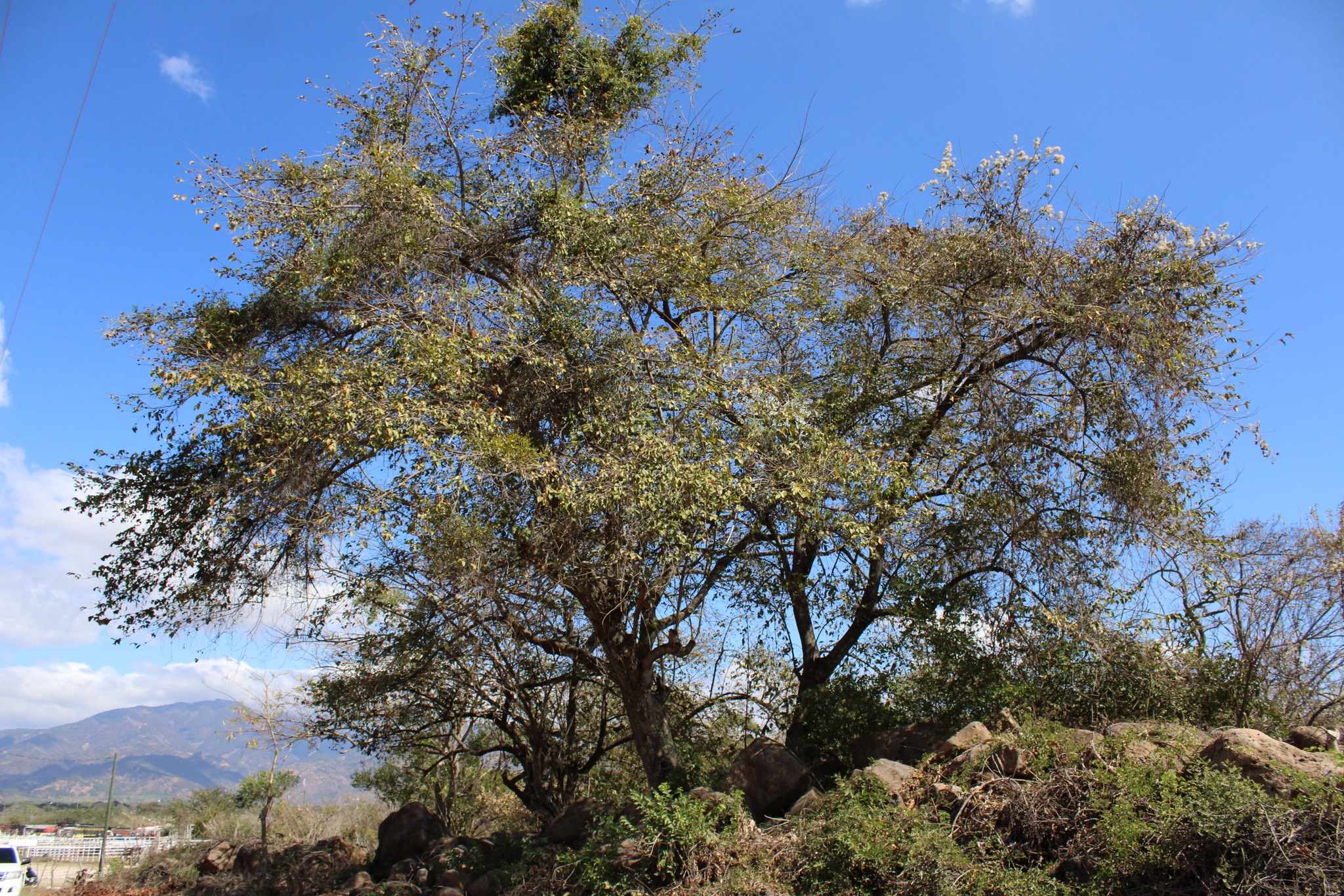 INAB Guatemala - 🌳🌳🍃🤝🇬🇹 ¡Conozcamos más sobre el árbol de... | Facebook
