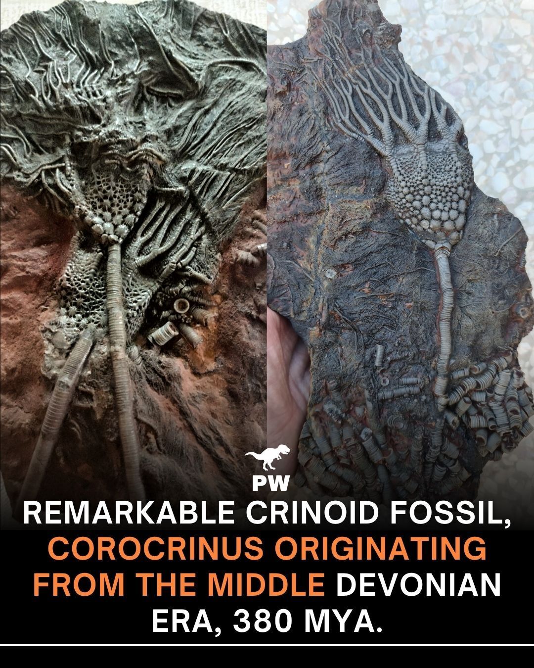 The Prehistoric - Holding a creature that bloomed like an underwater ...