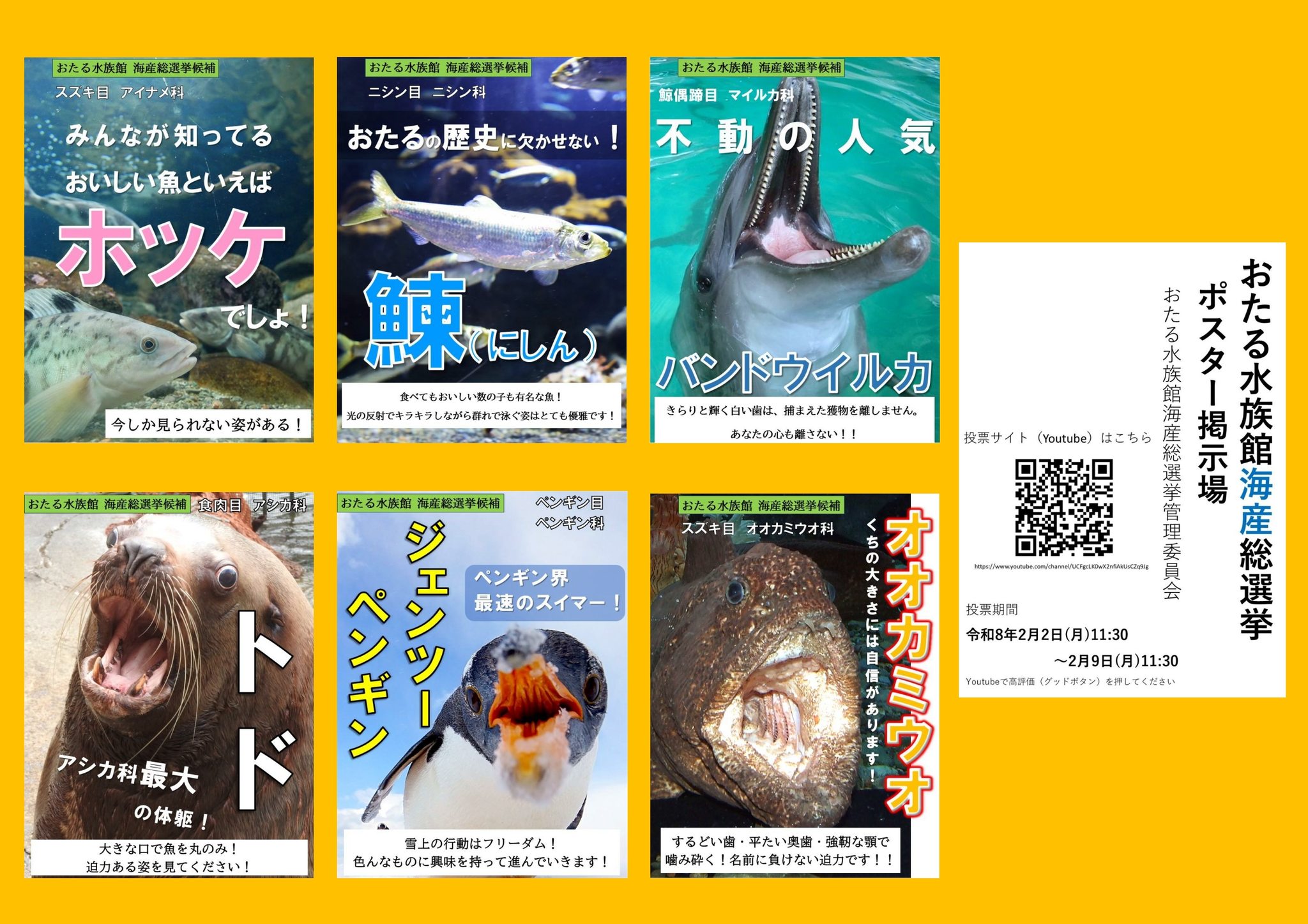 おたる水族館海産総選挙の配信日（順番）が 決まりました！ 順番を決め 
