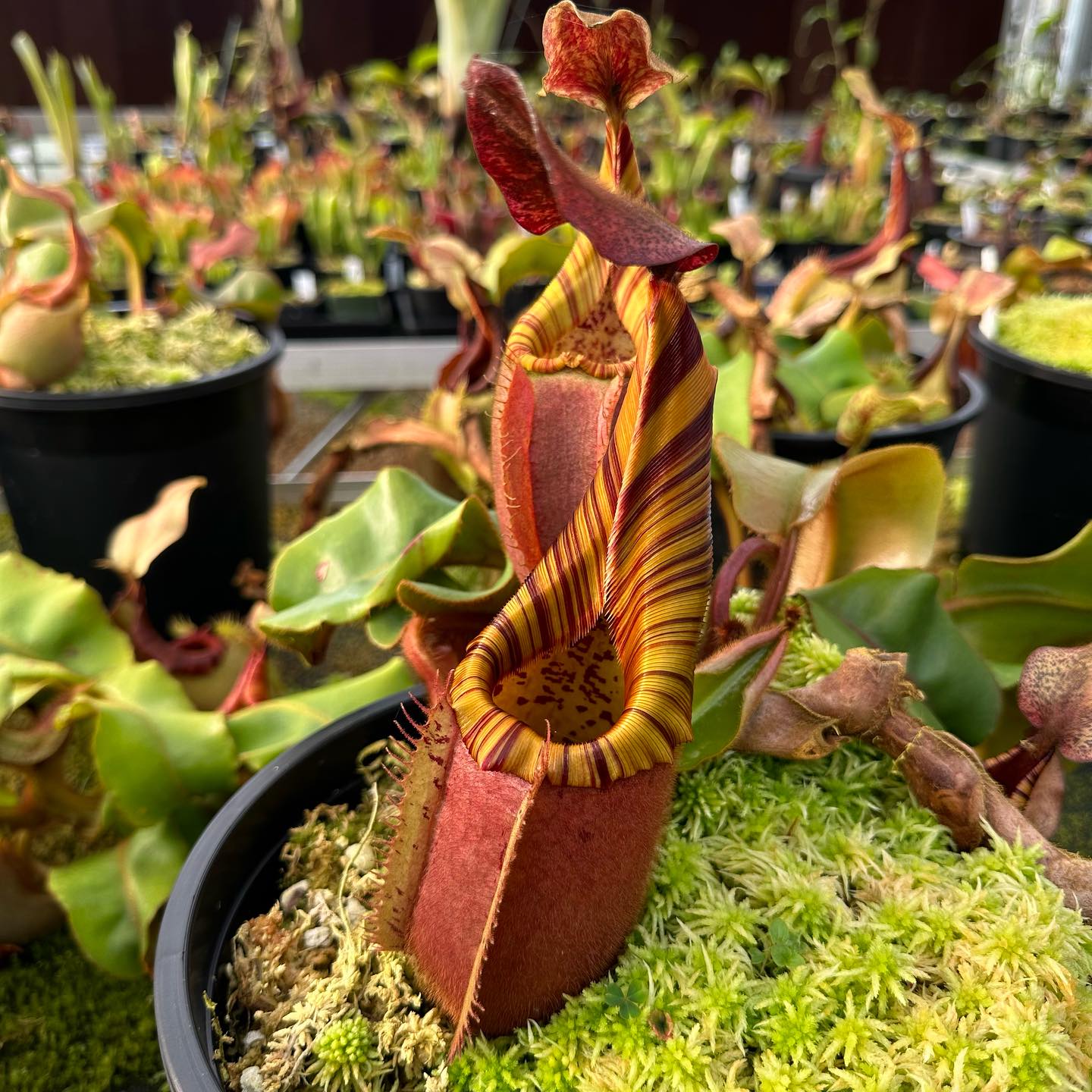 N. veitchii 'Geoff Wong' ☀️